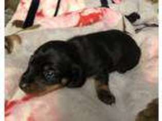 Dachshund Puppy for sale in Humble, TX, USA