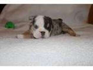 Bulldog Puppy for sale in Goodyear, AZ, USA