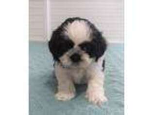 Mutt Puppy for sale in Parrish, FL, USA