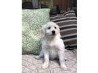 Goldendoodle Puppy for sale in Rowley, MA, USA