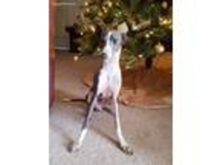 Italian Greyhound Puppy for sale in Collins, GA, USA