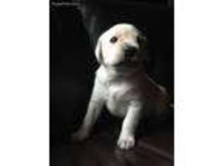Labrador Retriever Puppy for sale in Mazomanie, WI, USA