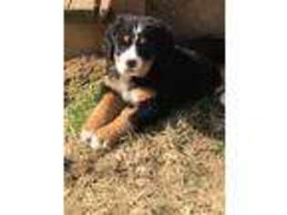 Bernese Mountain Dog Puppy for sale in Mayfield, KY, USA
