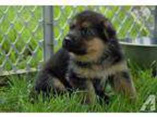 German Shepherd Dog Puppy for sale in TYGH VALLEY, OR, USA