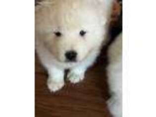 Samoyed Puppy for sale in Rocky Point, NY, USA