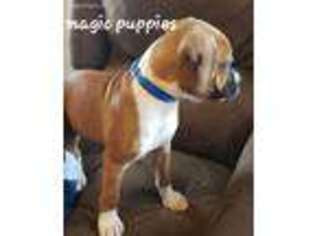 Boxer Puppy for sale in Noel, MO, USA