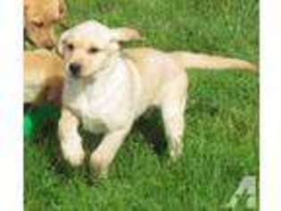 Labrador Retriever Puppy for sale in KEARNEY, NE, USA