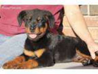 Rottweiler Puppy for sale in Reeds Spring, MO, USA