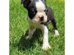 Boston Terrier Puppy for sale in Concord, NC, USA