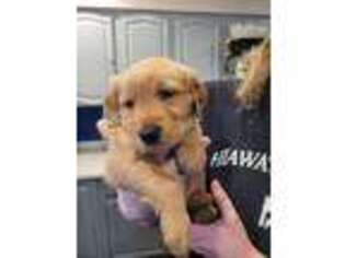 Golden Retriever Puppy for sale in Chatfield, MN, USA