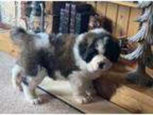 Saint Bernard Puppy for sale in Sully, IA, USA