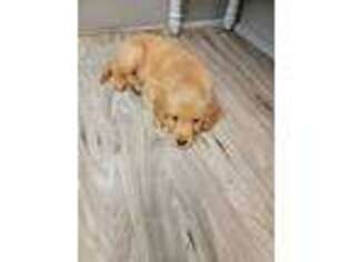 Golden Retriever Puppy for sale in Monroeville, IN, USA