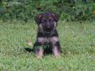 German Shepherd Dog Puppy for sale in Brodhead, KY, USA