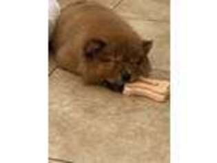 Chow Chow Puppy for sale in Laguna Hills, CA, USA