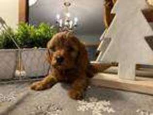 Cavapoo Puppy for sale in Grantville, PA, USA