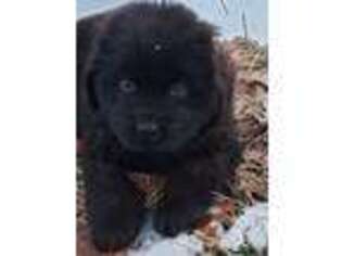 Newfoundland Puppy for sale in Bridgeton, NJ, USA