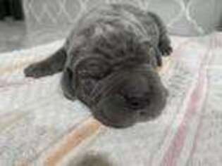 Neapolitan Mastiff Puppy for sale in Alapaha, GA, USA