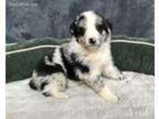Australian Shepherd Puppy for sale in Quebeck, TN, USA