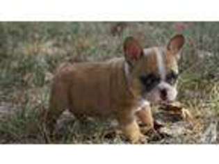 French Bulldog Puppy for sale in EMORY, TX, USA