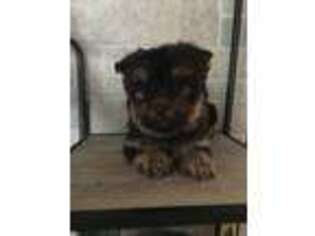 Yorkshire Terrier Puppy for sale in Decker, MI, USA