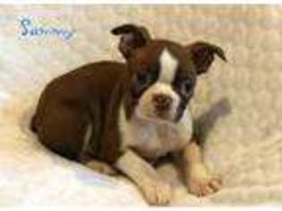Boston Terrier Puppy for sale in Sugarcreek, OH, USA