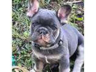 French Bulldog Puppy for sale in Melbourne, FL, USA