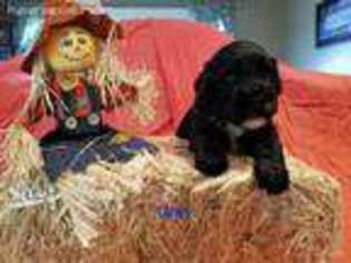 Portuguese Water Dog Puppy for sale in Melrose, NY, USA