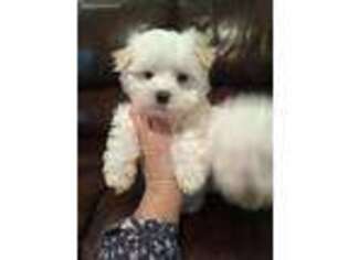 Maltese Puppy for sale in Bluefield, VA, USA