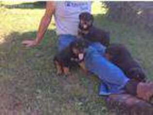Rottweiler Puppy for sale in Rugby, ND, USA