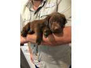 Labrador Retriever Puppy for sale in Killeen, TX, USA
