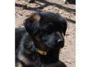 German Shepherd Dog Puppy for sale in Greeley, CO, USA
