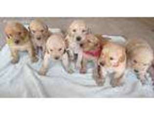 Golden Retriever Puppy for sale in Friant, CA, USA
