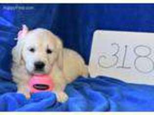 Mutt Puppy for sale in Dallas, NC, USA