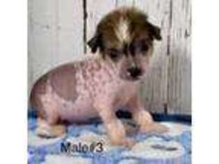Chinese Crested Puppy for sale in Wilber, NE, USA