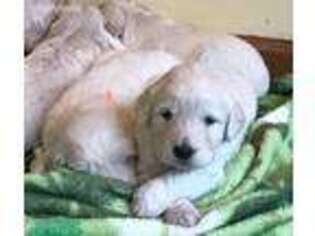 Goldendoodle Puppy for sale in Killingworth, CT, USA