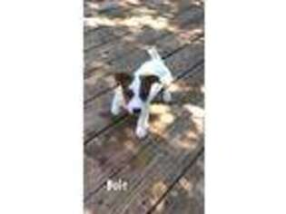 Jack Russell Terrier Puppy for sale in Wills Point, TX, USA