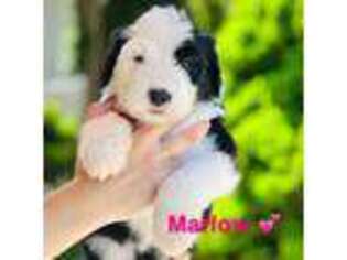 Old English Sheepdog Puppy for sale in Syracuse, IN, USA