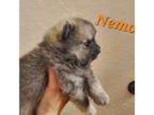 Pomeranian Puppy for sale in Cleburne, TX, USA