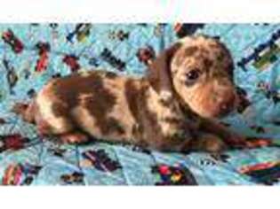 Dachshund Puppy for sale in Brodhead, WI, USA
