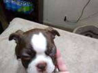 Boston Terrier Puppy for sale in Resaca, GA, USA