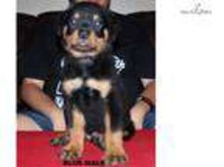 Rottweiler Puppy for sale in Edinburg, TX, USA