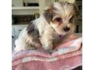 Yorkshire Terrier Puppy for sale in Rogers, AR, USA