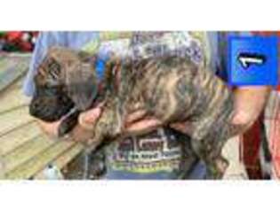 Great Dane Puppy for sale in Princeton, KY, USA