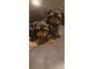 Yorkshire Terrier Puppy for sale in Norwalk, CT, USA