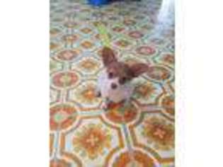Chihuahua Puppy for sale in Myerstown, PA, USA