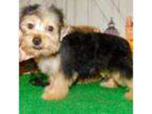 Yorkshire Terrier Puppy for sale in Hammond, IN, USA