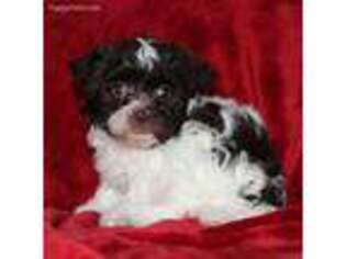Havanese Puppy for sale in West Lafayette, OH, USA