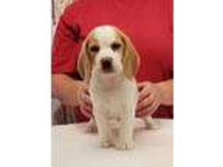 Beagle Puppy for sale in Archer, FL, USA