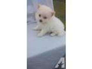 Pomeranian Puppy for sale in LAKEWOOD, CA, USA