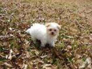 Maltese Puppy for sale in BULLARD, TX, USA